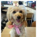 개키우는 언니 이미지