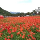 청송백자축제 (1회) 이미지