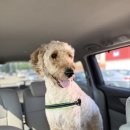 옥수수 펫샵 이미지