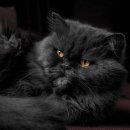 검은고양이 이미지