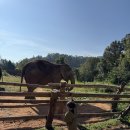 계곡가에통나무집 | 치앙마이 가족여행. Day3 코끼리 보호소 Elephant Dream Project 반일 투어.