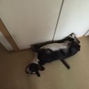 오마이독(oh my dog) 이미지