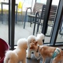 디어도그 이미지