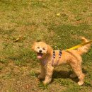 옐레드 부천 신중동점 | 강아지들의 작은 천국 부천강아지유치원, 부천애견호텔, 옐레드 부천신중동점