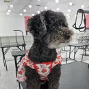 보람애견미용 이미지