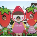 유영농장 Daum카페