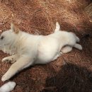 해밀염소농원 이미지