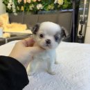 뭉치켄넬 이미지