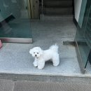 디딤돌돌판짜장
