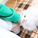 식빵굽는나비 이미지