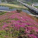 와바성서점 | 대구 와룡산의 봄, 연산홍이 빚어낸 분홍빛 파노라마 (주차/코스 꿀팁)