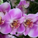 타이안나 이미지