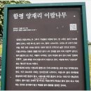 양재리이팝나무 이미지