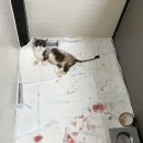 맥스동물병원 이미지