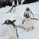 돌고래와펭귄 | 오타루 아쿠아리움 펭귄산책 펭귄워크 관람 내돈내산 솔직후기 (feat. 아쿠아리움 티켓)