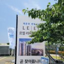 백송 이미지