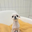 퍼피엔젤 반려동물 미용실 이미지