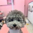 산두로펫살롱 이미지