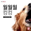 살구PC방 | 비둘기 울음소리 개 짖는 소리