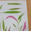 야생화그리기 이미지