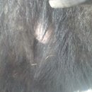 분홍염소 이미지