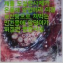 일성산업자원 | 17.8.11일성남모란시장개식용반대시위후기.미개한 대한민국 한국 개식용의 불편한 진실