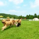 골드펫리조트 이미지