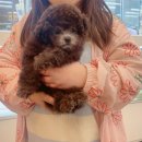 온퍼피 프리미엄 전주강아지분양 본점 이미지