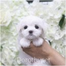 부산 강아지분양 도로시펫 이미지
