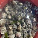 비타민C펜션