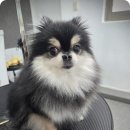 도그도담 이미지