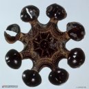 도산리 | [한국사_청동기/철기] 계급이 탄생하다: 고인돌을 세운 지배자의 탄생 비화