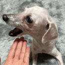 펫스미스 이미지