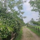 여강길(3-1코스 강천섬길) 이미지