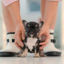 울산 강아지분양 미유펫 이미지