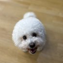 어썸강아지호텔 & 목욕 이미지