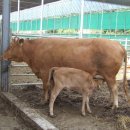 소들목장 이미지