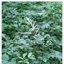 산마늘밥 이미지