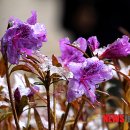 봄꽃에서첫눈까지 이미지