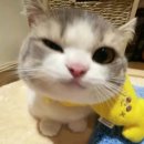 세미카페
