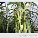 한솔이네농장 이미지