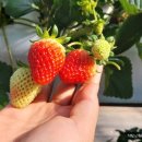 귀중농장 이미지