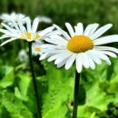 다공1교 이미지