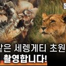 [FULL VERSION] &#39;영화보다 더 영화 같다!&#39; 초고속카메라로 포착한 세렝게티 이미지