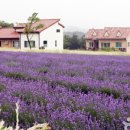 라벤더 이미지