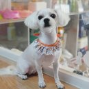 함안 애견샵 러블리펫 이미지