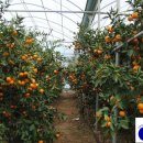 청정농원 이미지