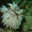 연체동물 - 두족綱 - 폐안目 - 꼴뚜기科 - 캘리포니아화살오징어 이미지