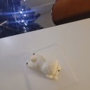 하루댕댕 이미지