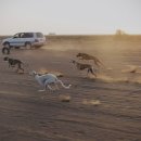 프라임 도그 이미지